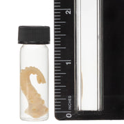 Real Tentacle Wet Specimen - Single