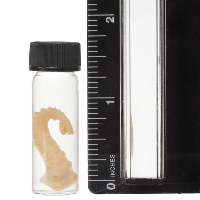 Real Tentacle Wet Specimen - Single