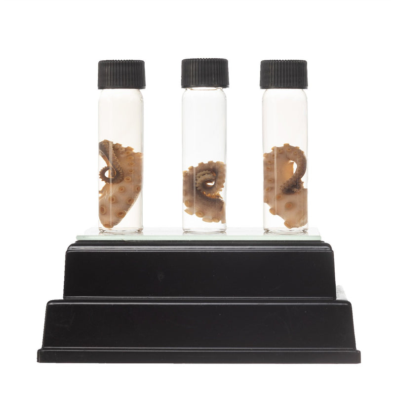 Real Tentacle Wet Specimen - Single