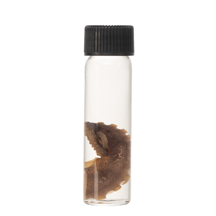 Real Tentacle Wet Specimen - Single