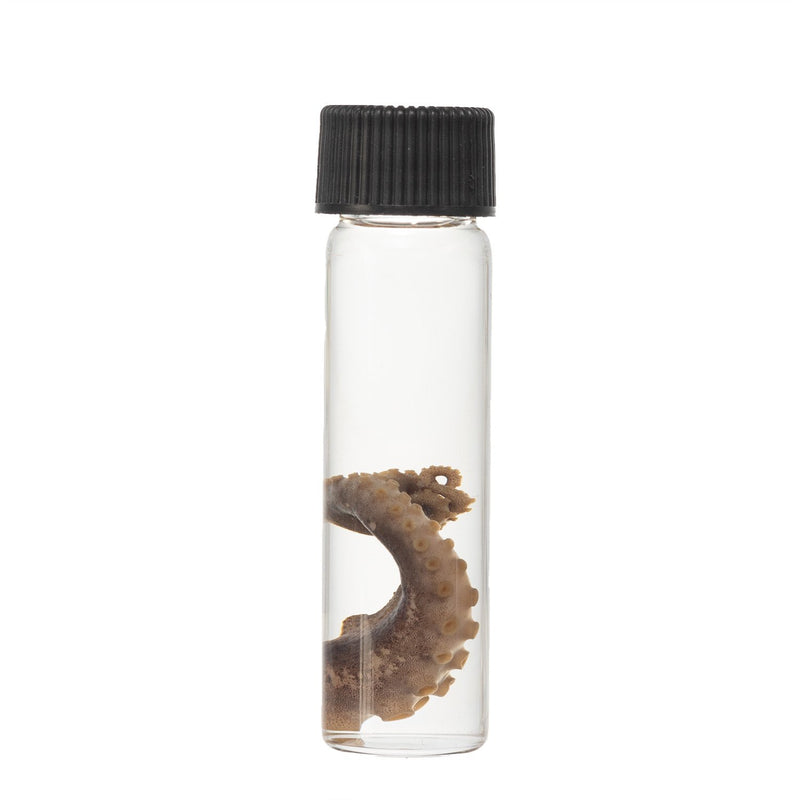 Real Tentacle Wet Specimen - Single