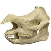 Replica Javan Rhinoceros Skull