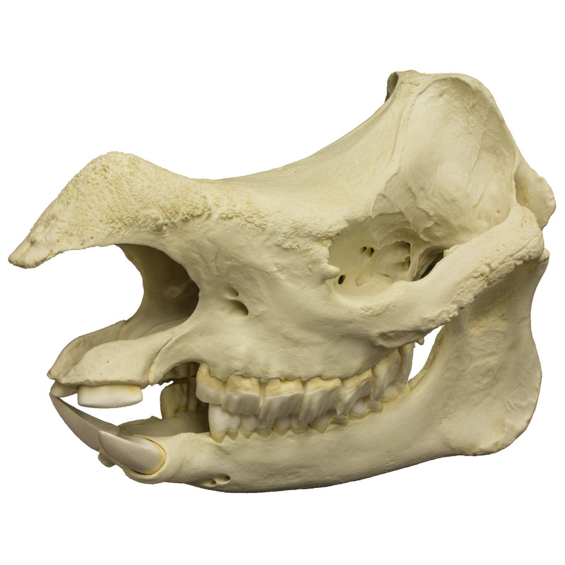 Replica Javan Rhinoceros Skull