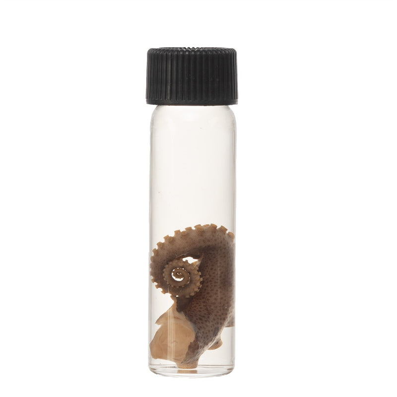 Real Tentacle Wet Specimen - Single