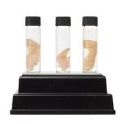 Real Tentacle Wet Specimen - Single