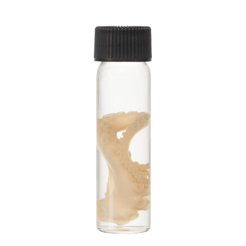 Real Tentacle Wet Specimen - Single