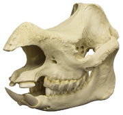 Replica Javan Rhinoceros Skull