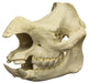 Replica Javan Rhinoceros Skull