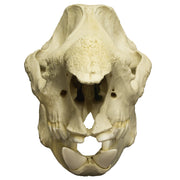 Replica Javan Rhinoceros Skull