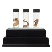 Real Tentacle Wet Specimen - Single