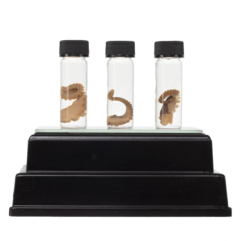 Real Tentacle Wet Specimen - Single
