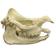 Replica Javan Rhinoceros Skull
