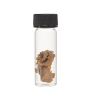 Real Tentacle Wet Specimen - Single