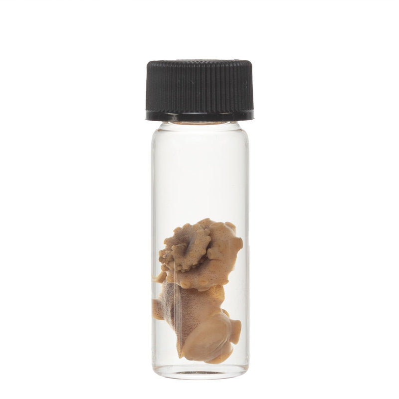 Real Tentacle Wet Specimen - Single