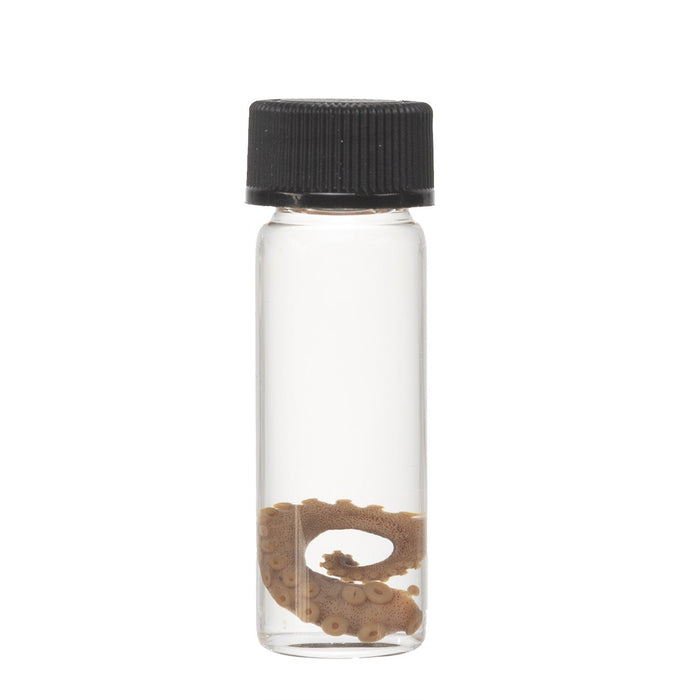 Real Tentacle Wet Specimen - Single