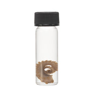 Real Tentacle Wet Specimen - Single