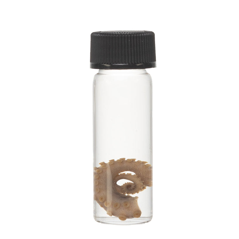 Real Tentacle Wet Specimen - Single