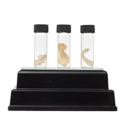 Real Tentacle Wet Specimen - Single