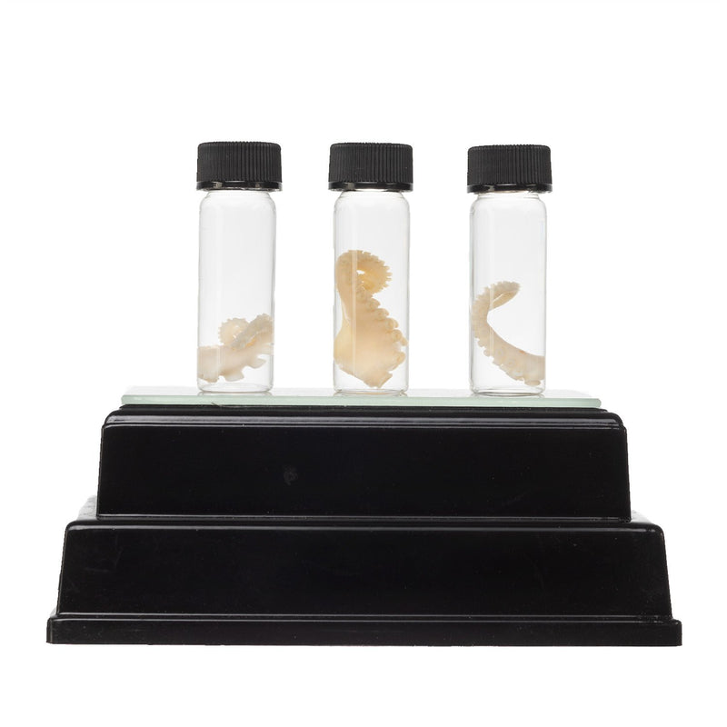 Real Tentacle Wet Specimen - Single