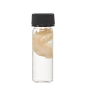 Real Tentacle Wet Specimen - Single