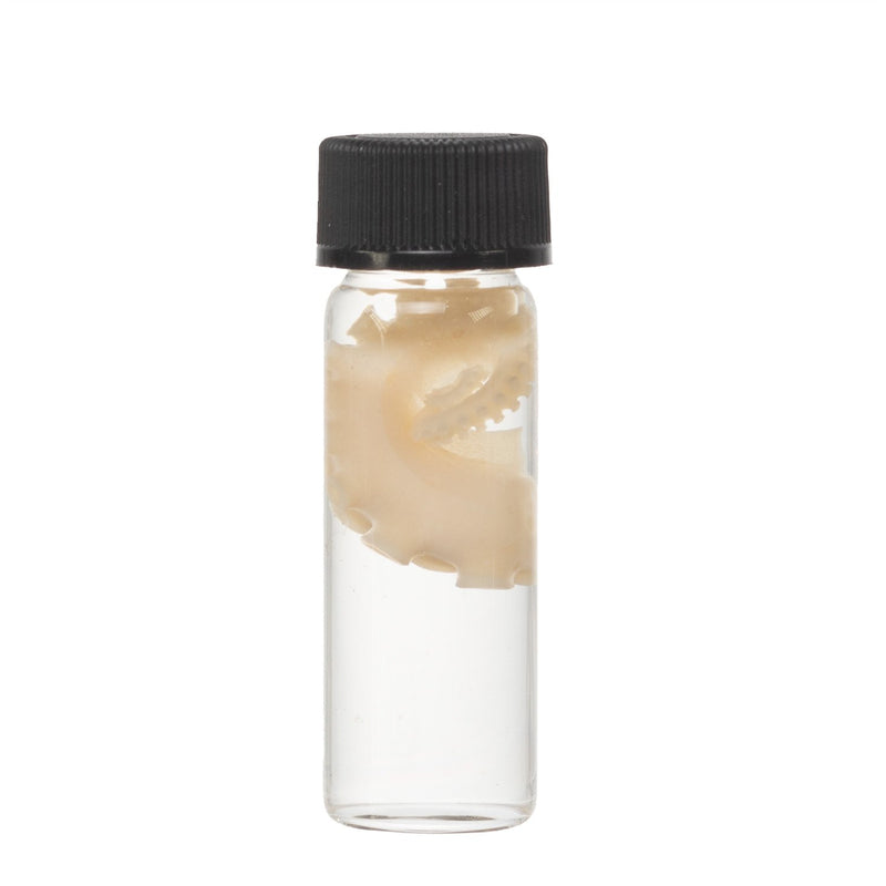 Real Tentacle Wet Specimen - Single