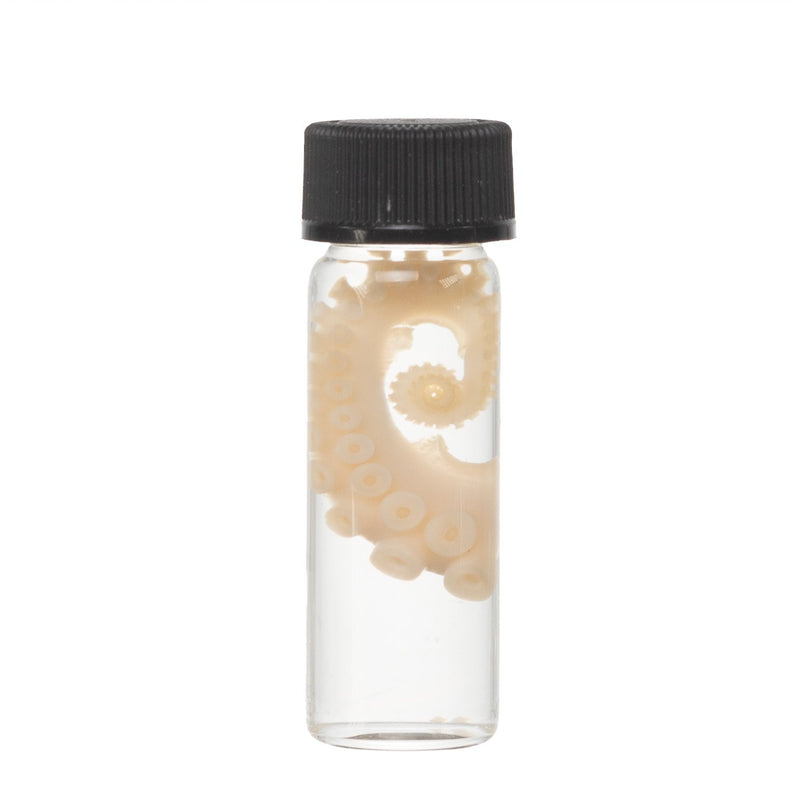 Real Tentacle Wet Specimen - Single
