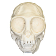 Replica Titi Monkey Skull