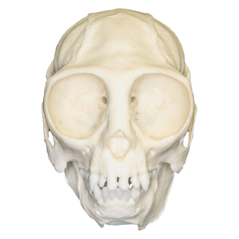 Replica Titi Monkey Skull