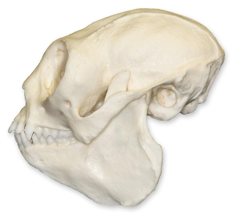 Replica Titi Monkey Skull