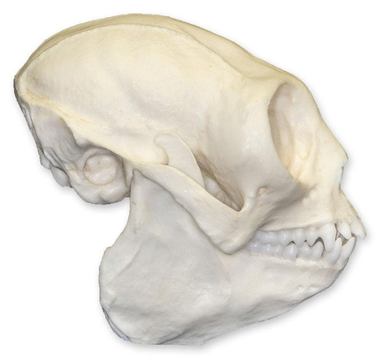 Replica Titi Monkey Skull
