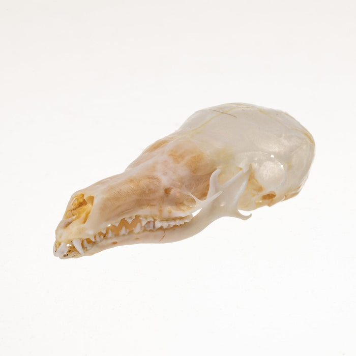 Real Star-Nosed Mole Skull
