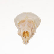 Real Star-Nosed Mole Skull