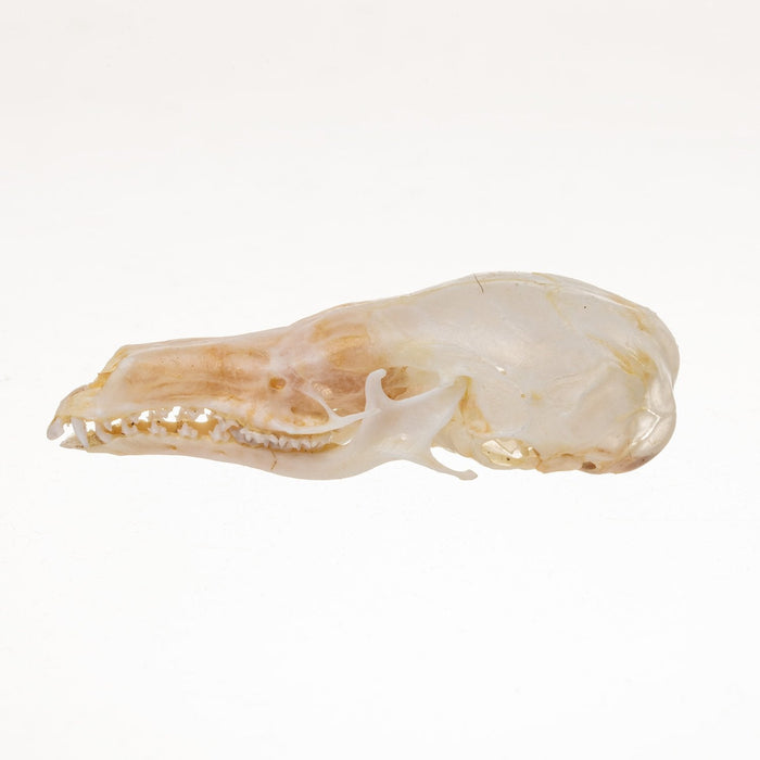 Real Star-Nosed Mole Skull