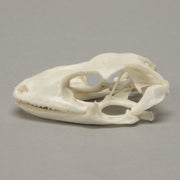 Real Tokay Gecko Skull