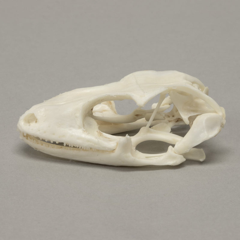 Real Tokay Gecko Skull