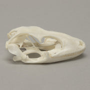Real Tokay Gecko Skull