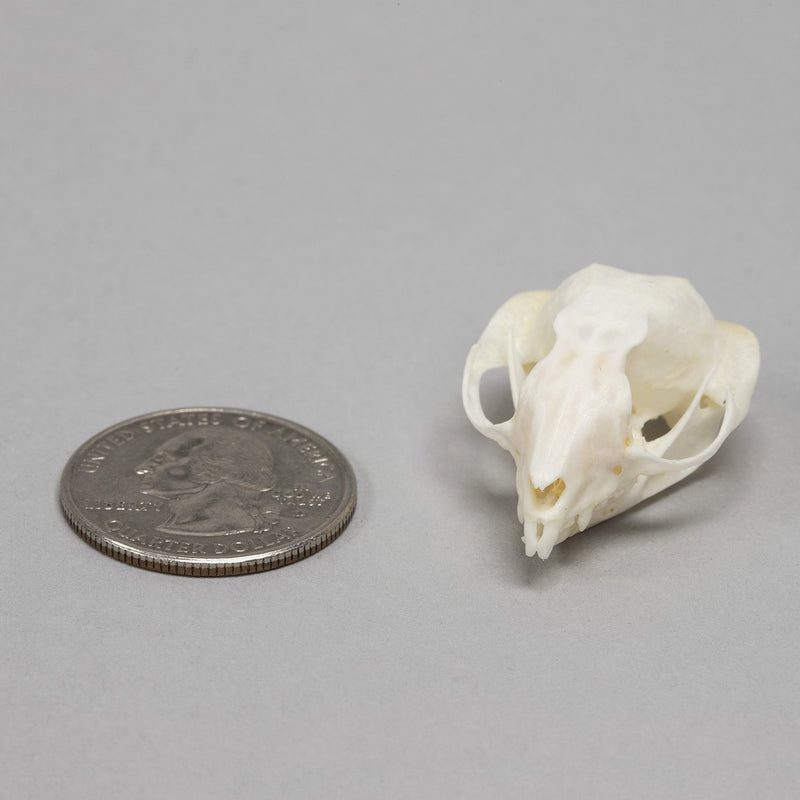 Real Sugar Glider Skull