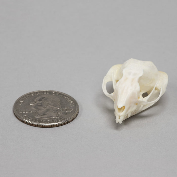 Real Sugar Glider Skull