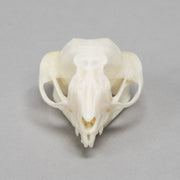 Real Sugar Glider Skull
