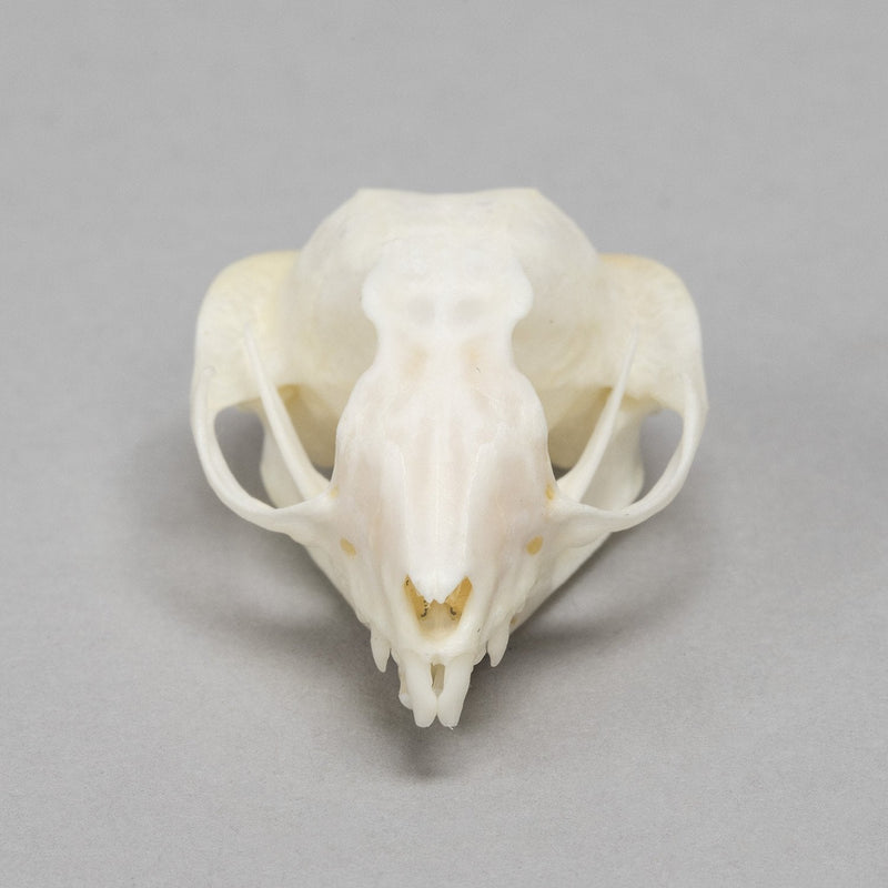 Real Sugar Glider Skull
