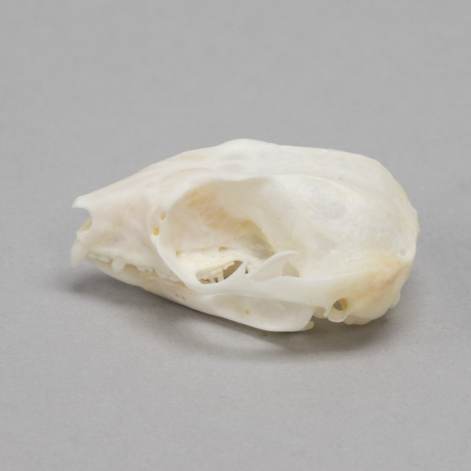 Real Sugar Glider Skull For Sale — Skulls Unlimited International