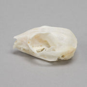 Real Sugar Glider Skull