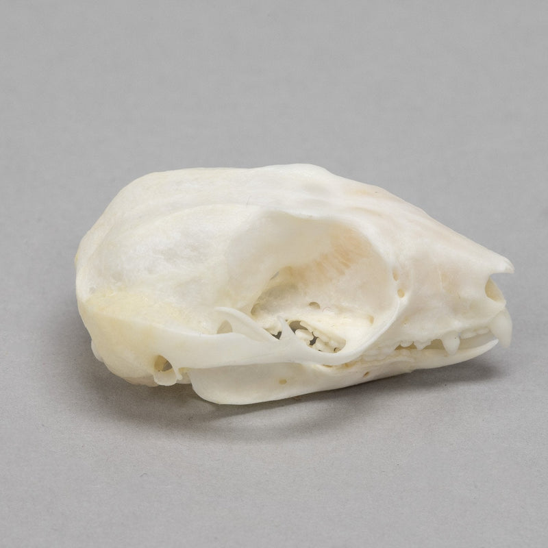 Real Sugar Glider Skull