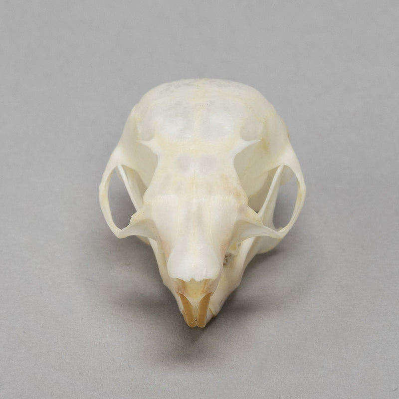Real Flying Squirrel Skull