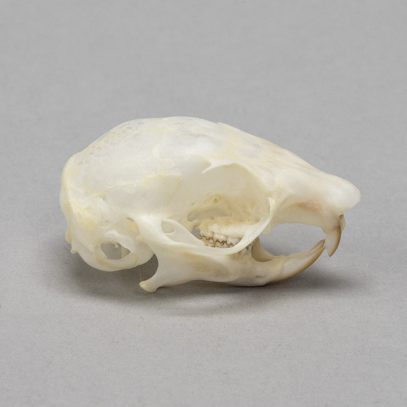 Real Flying Squirrel Skull