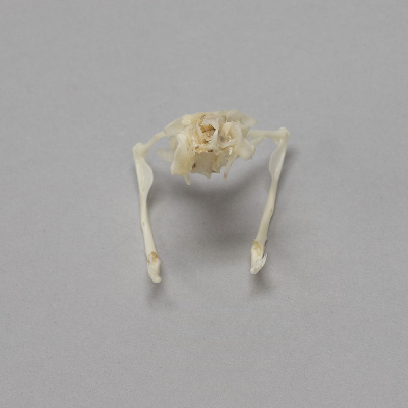 Real Copperhead Snake Skull