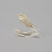 Real Copperhead Snake Skull