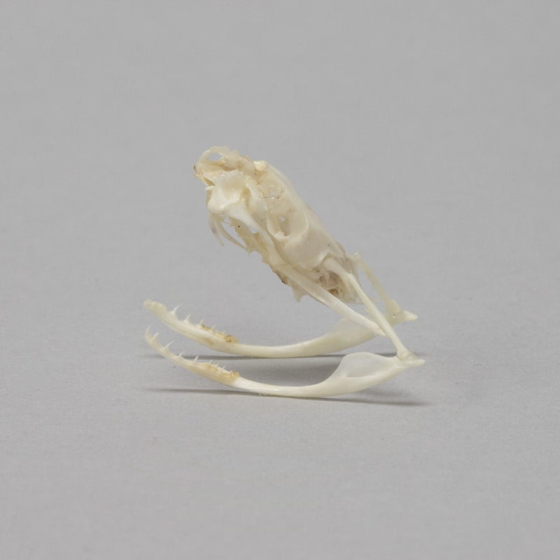 Real Copperhead Snake Skull