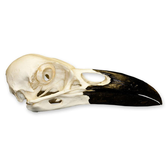 Replica Common Raven Skull