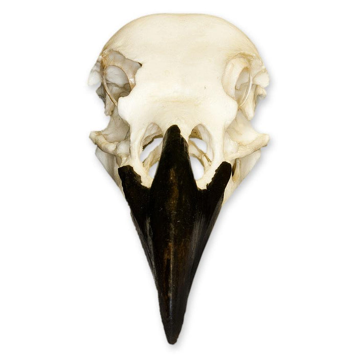 Replica Common Raven Skull